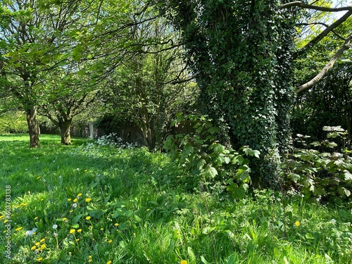 Fototapeta Naklejka Na Ścianę i Meble -  Green space, with old trees, wild grass, and plants, next to the main, Halifax Road, Shelf, UK