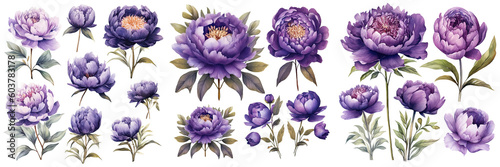Set of Violet peonies flower ,Watercolor collection of hand drawn flowers , Botanical plant illustration transparent background, PNG ,Generative AI
