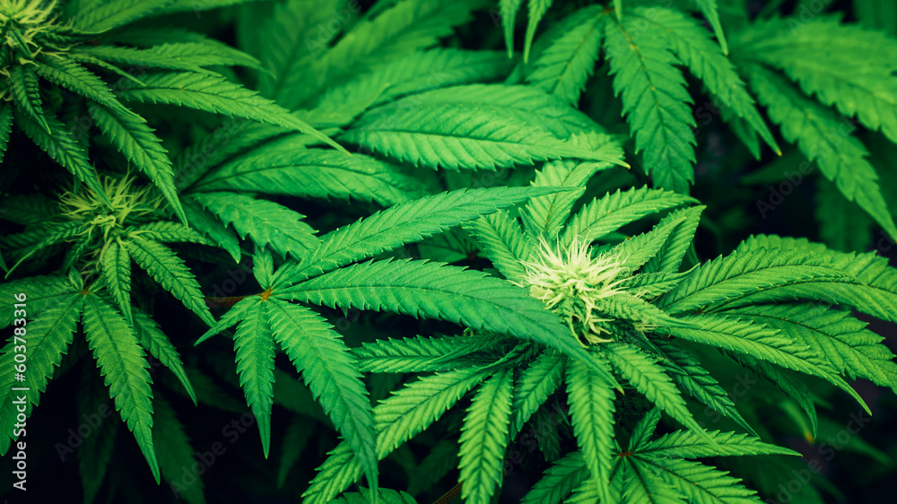 Close up of cannabis plants in a greenhouse. Marijuana leaves organic herb. Herbal alternative for medicine. Close up of cannabis plants in a greenhouse. Marijuana leaves organic herb. Herbal alternative for medicine.