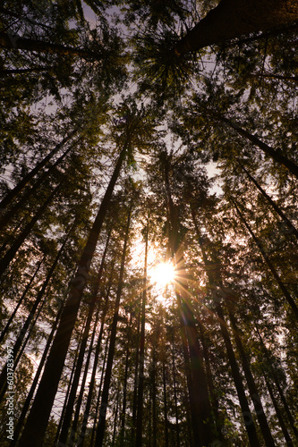 Wald, Perspektive, Stimmung, Sonnenstern, Natur