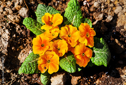 Primrose flowers are yellow against a background of greenery on a clear sunny day. Plants flora agriculture landscaping ecology.