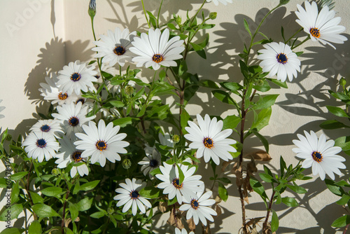 A closeup of a Blue-and-white daisy bush with big flowers photo