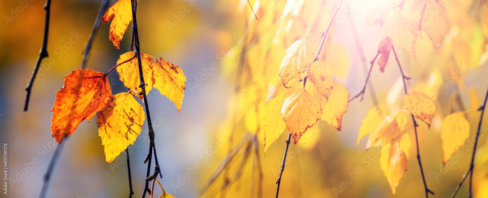 Obraz premium Yellow birch leaves on a tree close up on a blurred background. Autumn leaves