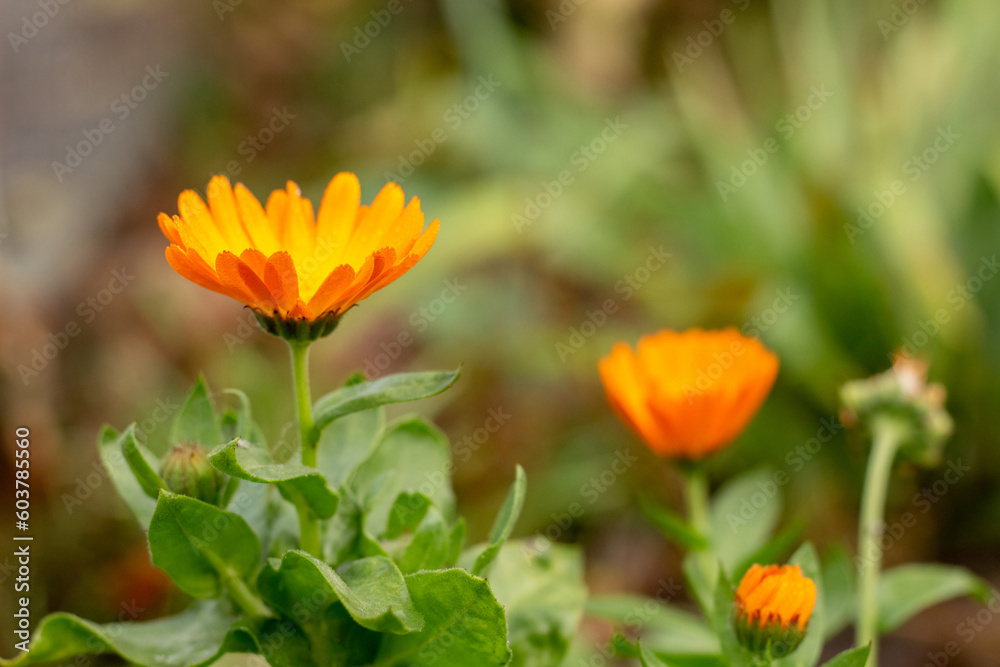 Close-up of orange marigolds in the garden against a blurred background. Close-up of orange marigolds in the garden against a blurred background.