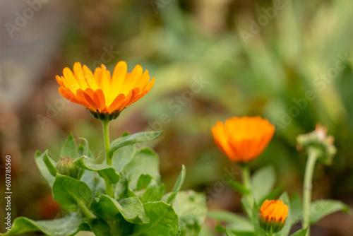 Close-up of orange marigolds in the garden against a blurred background.