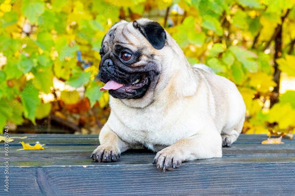 A pug dog on a bench in an autumn park