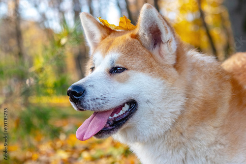 Portrait of an Akita dog in an autumn park