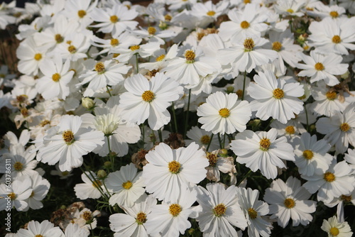 white daisies in a field © Wikanda