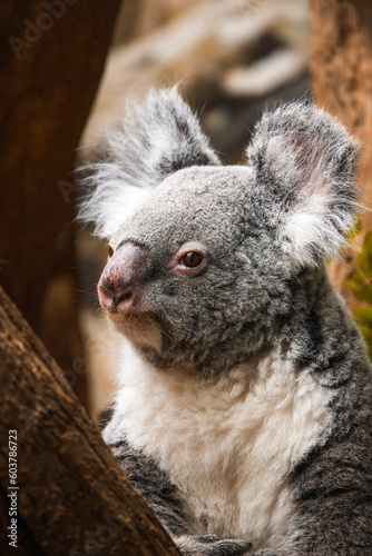 Fototapeta Naklejka Na Ścianę i Meble -  Koala auf einer Astgabel umringt von Eukalyptus