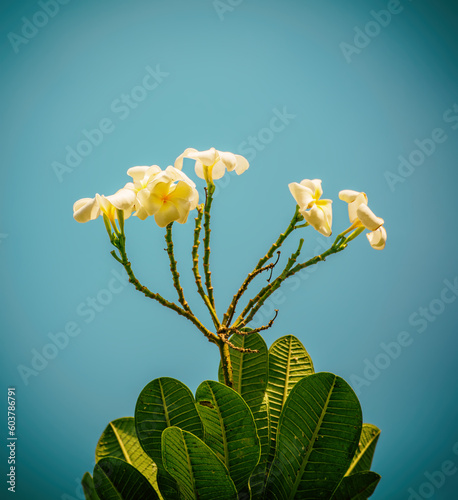 White plumaria flowers photo