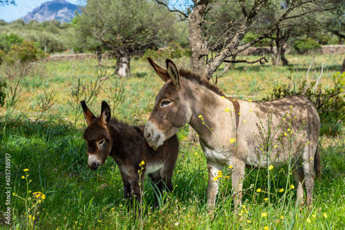 Italien, Sardinien: symbiotische Eselstute und Eselfohlen in der freien Natur auf der Wiese, Weide photo