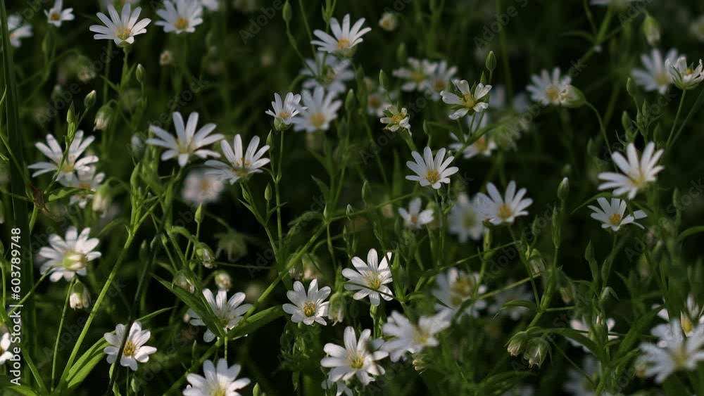 Beautiful white flowers are illuminated by the sun. Lots of green grass and leaves. Beautiful spring meadows are covered with flowers. Flowering of different plants. Beautiful white flowers are illuminated by the sun. Lots of green grass and leaves. Beautiful spring meadows are covered with flowers. Flowering of different plants.