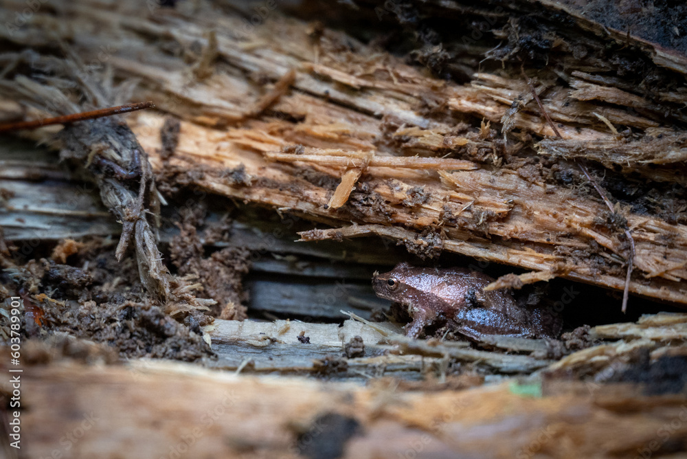 A frog on a log near Shawano, Wisconsin A frog on a log near Shawano, Wisconsin