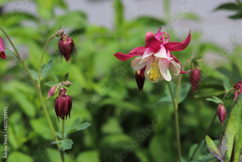 Aquilegia vulgaris. Flowers of common columbine.