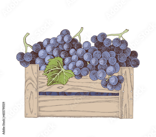 Harvested sweet grapes in wooden crate at vineyard