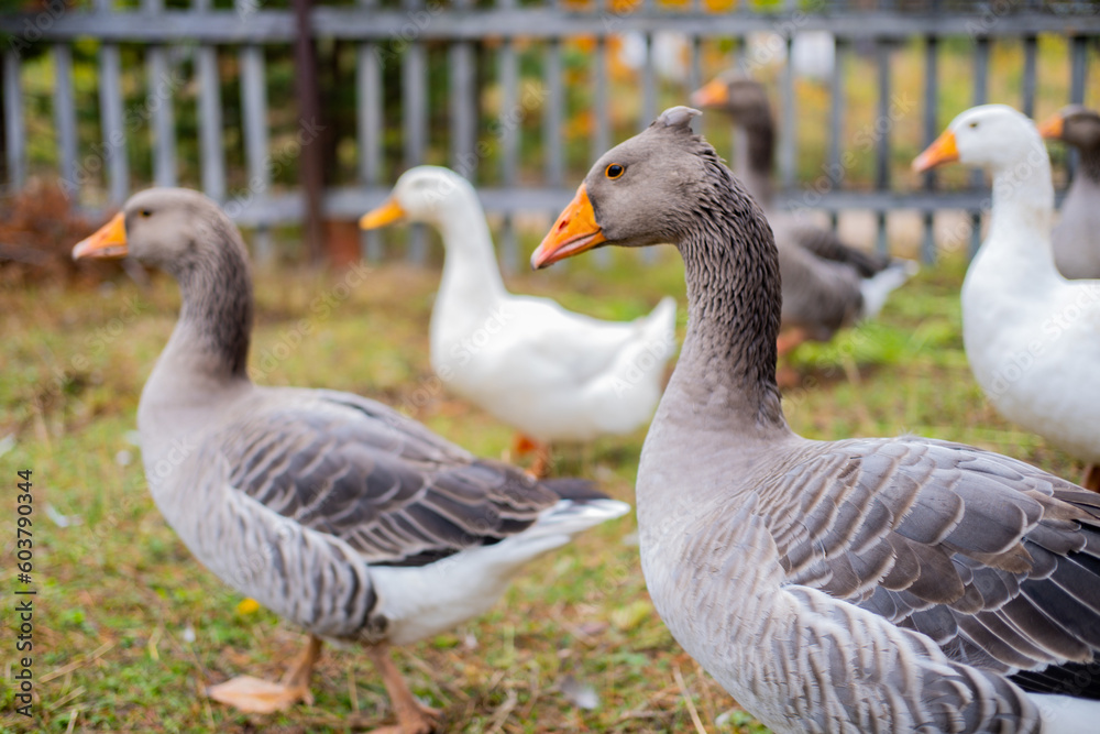 Domestic geese graze. Geese in a courtyard. Free range poultry farming Domestic geese graze. Geese in a courtyard. Free range poultry farming