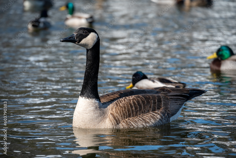 ducks and geese in the nature reserve in Green Bay, wisconsin, usa, march 2023 ducks and geese in the nature reserve in Green Bay, wisconsin, usa, march 2023