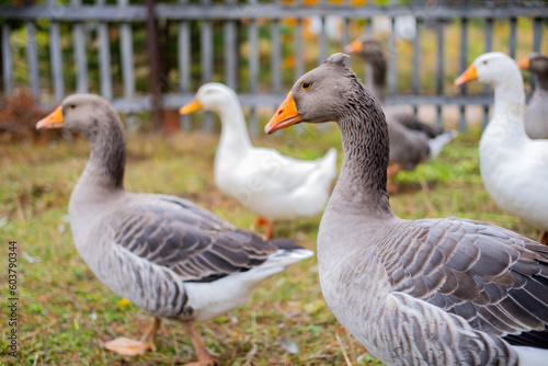 Canvastavla Domestic geese graze