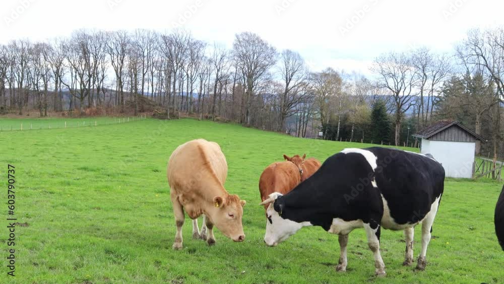 Cows graze on the field, eat green grass and lick their tongues.The concept of milk, products, cheese, bio, industry, ecology, meat, beef, fertilizer, feed, local science, farm, household,animal,food. Cows graze on the field, eat green grass and lick their tongues.The concept of milk, products, cheese, bio, industry, ecology, meat, beef, fertilizer, feed, local science, farm, household,animal,food.