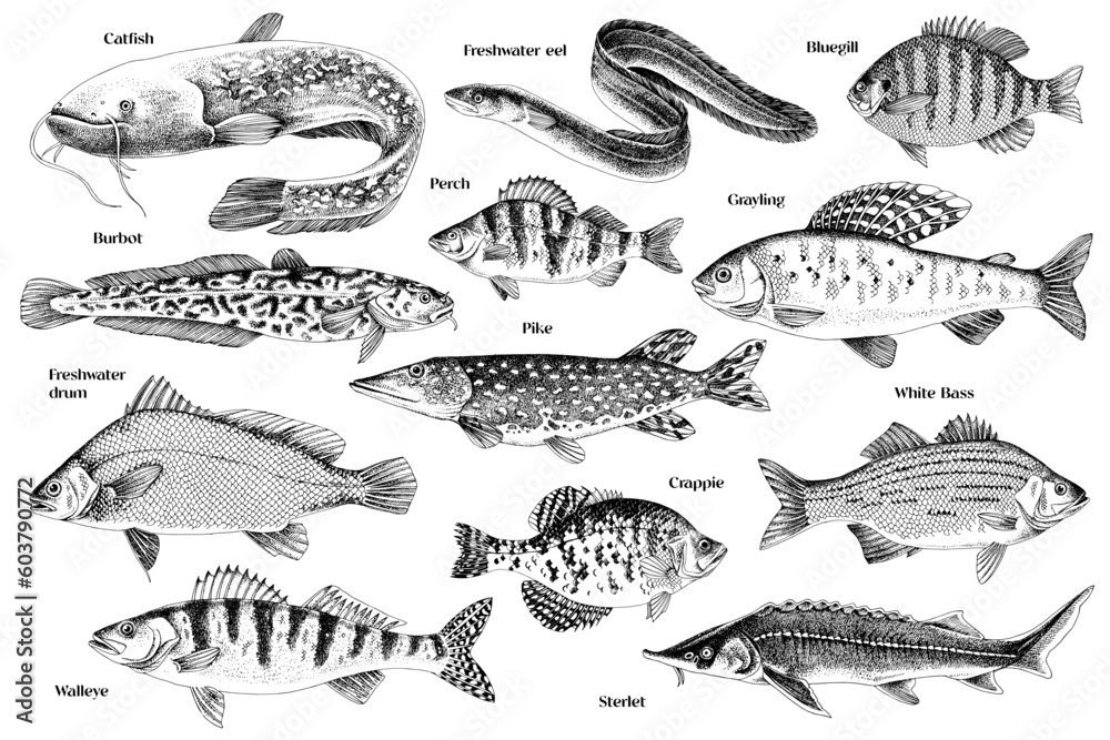 Fototapeta premium Hand drawn vector illustrations of different fish