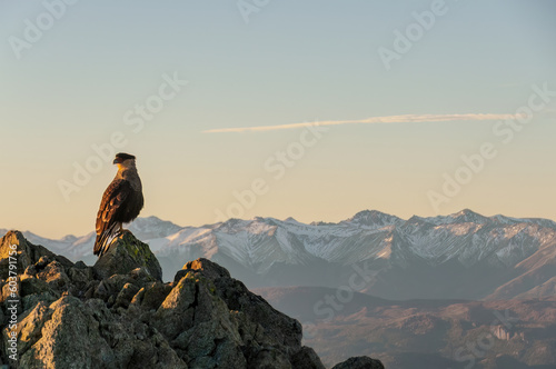 Bird perched on a rock with mountains in the background