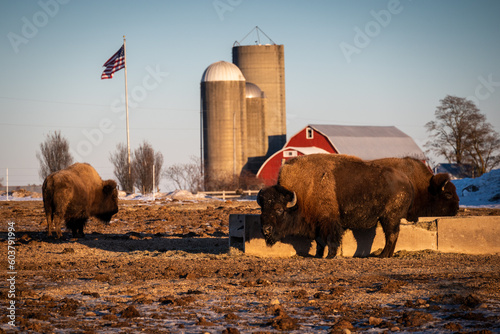 A bison farm near Shawano, Wisconsin photo