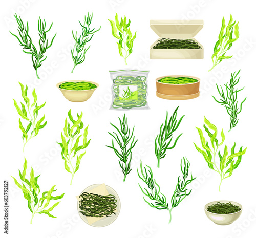 Green Hijiki Seaweeds or Sargassum as Sea Vegetable in Bowl and Package Big Vector Set