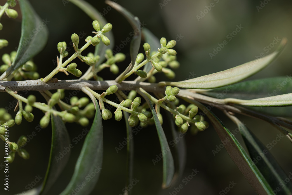 Obraz premium Close up of an olive branch in springtime in Sicily. On the olive branch are the buds of the coming blossoms. The buds are still closed.