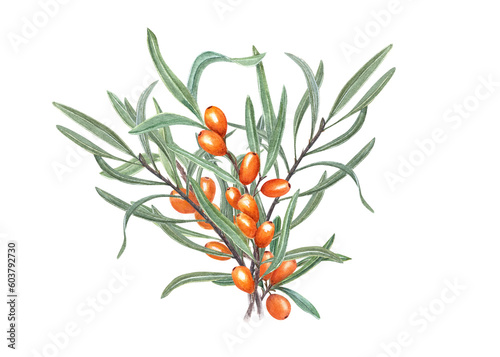 Watercolor bouquet of sea buckthorn isolated on transparent background. Hand drawn illustration. Juicy orange berries on branch with leaves. For birthday cards, poster, textile design, prints, pattern © Masha_tolk_art