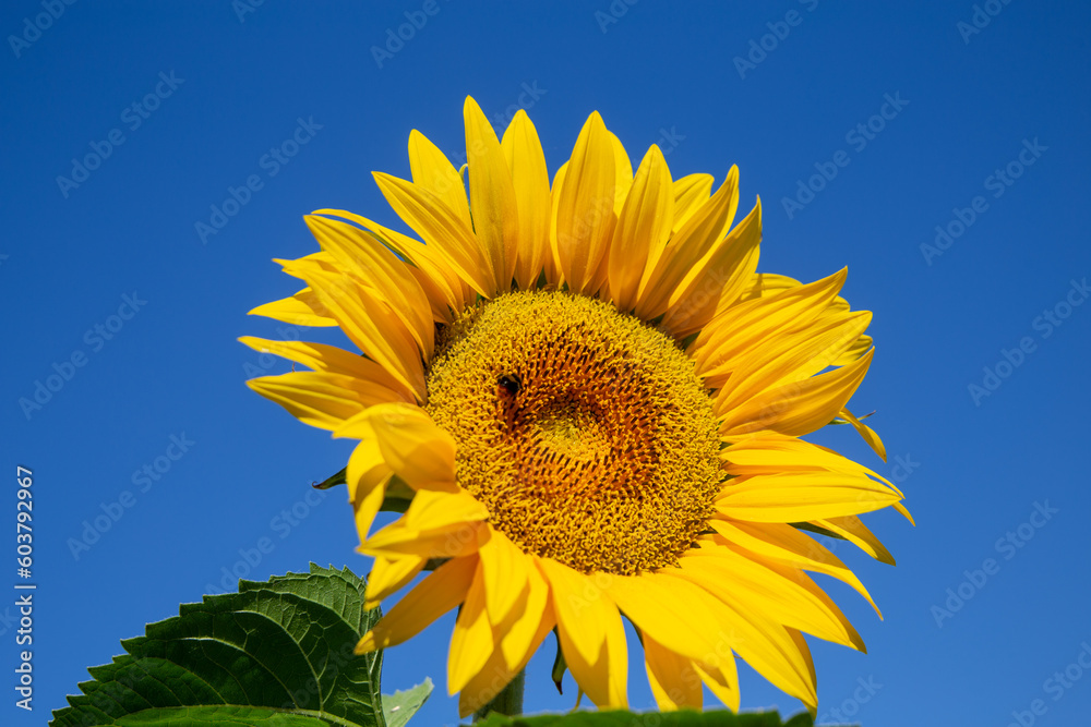 Naklejka premium Sonnenblume (Helianthus annuus)
