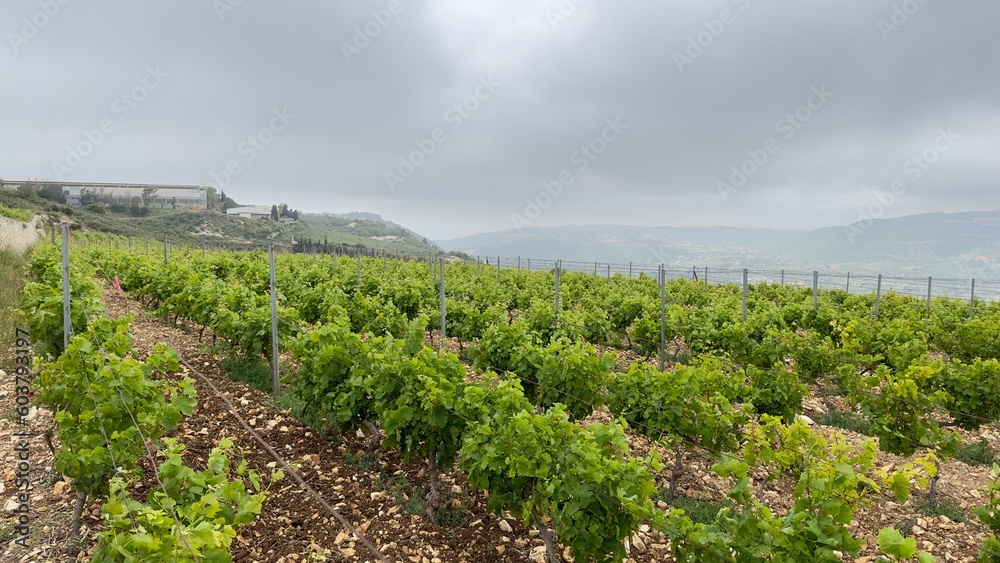 Row of vines at the vineyard