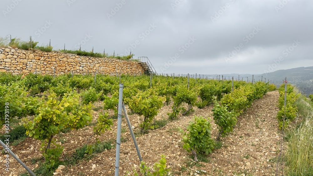 Fototapeta premium Row of vines at the vineyard
