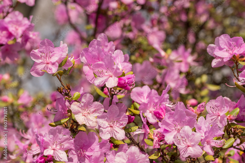 Beautiful delicate floral background with purple rhododendron flowers in the park. Beautiful delicate floral background with purple rhododendron flowers in the park.