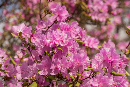 Beautiful delicate floral background with purple rhododendron flowers in the park. © elenae333