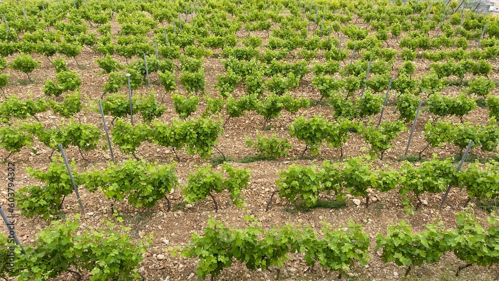 Row of vines at the vineyard