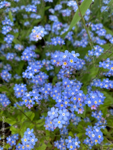 Some pretty forget-me-not flowers up close 