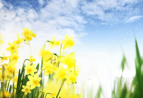 Flower garden background with blue sky. Daffodils blooming. Home garden flower care. Sale of flowers in greenhouse and florist shop. Advertising banner with copy space for gardening