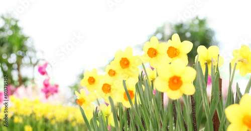 Flower garden background. Daffodils blooming. Home garden flower care. Sale of flowers in greenhouse and florist shop. Advertising banner with copy space for gardening