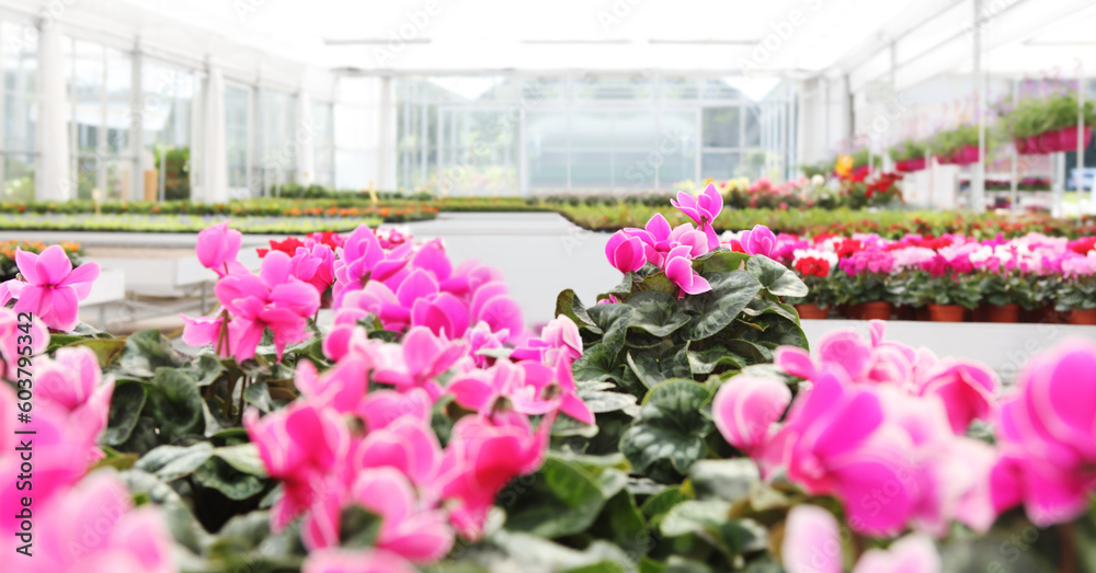 Flower garden background. Pink and purple cyclamen blooming. Home garden flower care. Sale of flowers in greenhouse and florist shop. Advertising banner with copy space for gardening