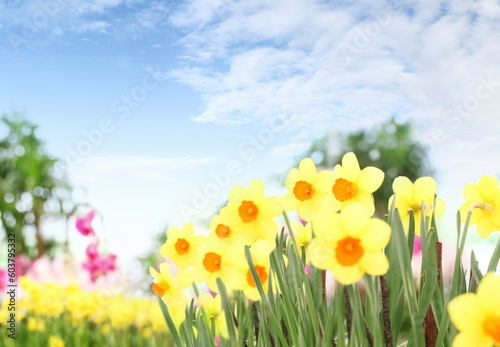 Flower garden background with blue sky. Daffodils blooming. Home garden flower care. Sale of flowers in greenhouse and florist shop. Advertising banner with copy space for gardening