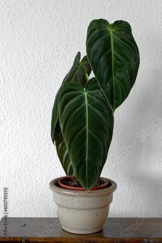 Philodendron Melanochrysum in a pot