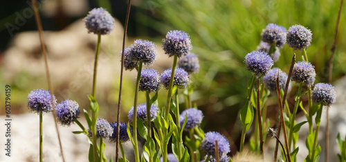 blooming blue globularia vulgaris, evergreen plant of the plantain family for floral horizontal background photo