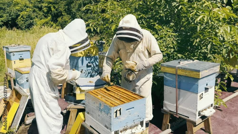 Beekeepers Collect Honey In The Apiary. Two People Collect Honey Combs Beekeepers Collect Honey In The Apiary. Two People Collect Honey Combs