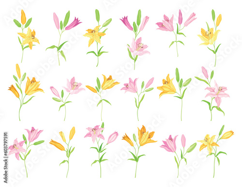 Lily on Stalk as Herbaceous Flowering Plant with Large Prominent Flower with Stamens Big Vector Set