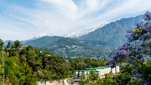 Aerial view of Dharamshala of Himachal Pradesh surrounded by cedar forests and Dhauladhar mountain range