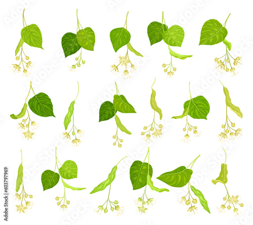 Linden or Tilia Species with Green Cordate Leaves and Fragrant Yellowish-white Flowers Big Vector Set
