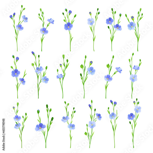 Flax or Linseed as Cultivated Flowering Plant Species with Pale Blue Flowers on Stem Big Vector Set