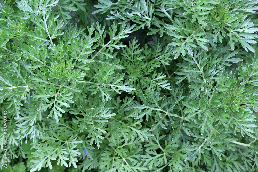 Bitter wormwood (Artemisia absinthium) bush grows in nature Bitter wormwood (Artemisia absinthium) bush grows in nature
