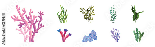 Corals and Seaweed as Growing Underwater Flora and Sea Plants Vector Set