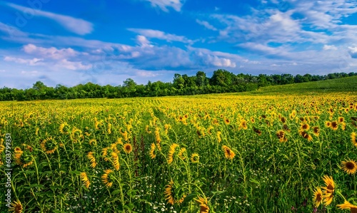 scenic nature scenery, blooming yellow sunflowers on the field, Provence, France, Europe © Rushvol